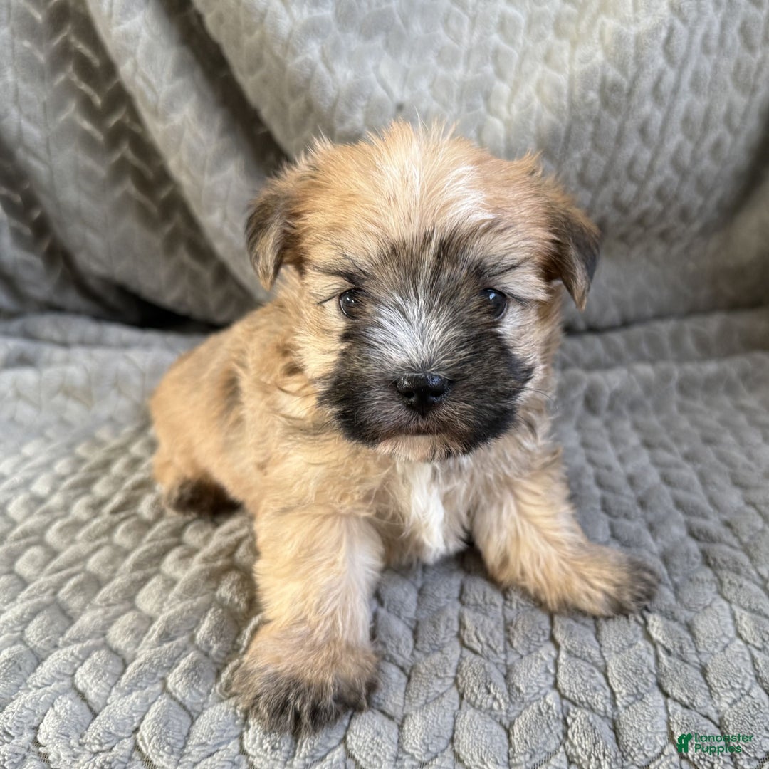 Morkie dogs for sale: Coco  - Ad 5