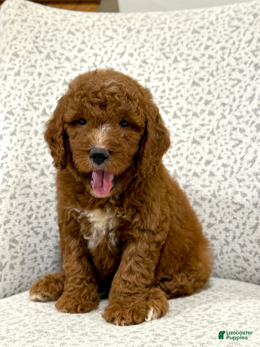 Goldendoodle dogs for sale: Peggy - Ad 2