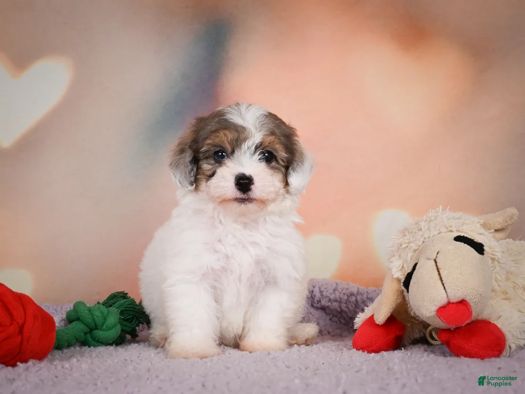 Maltipoo dogs for sale: Dusty - Ad 14