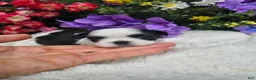 Shih Tzu dogs for sale:  Nina - Ad 3