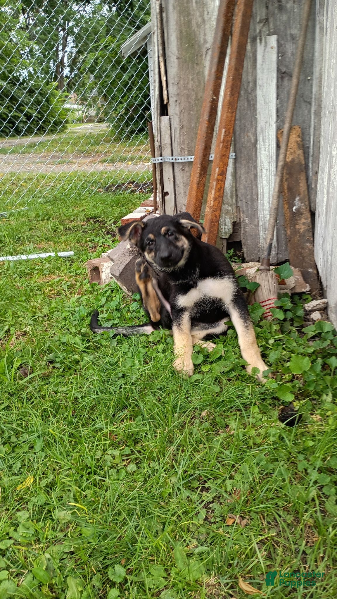 German Shepherd dogs German Shepherd 6 - Ad 24