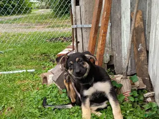 German Shepherd dogs German Shepherd 6 - Ad 24