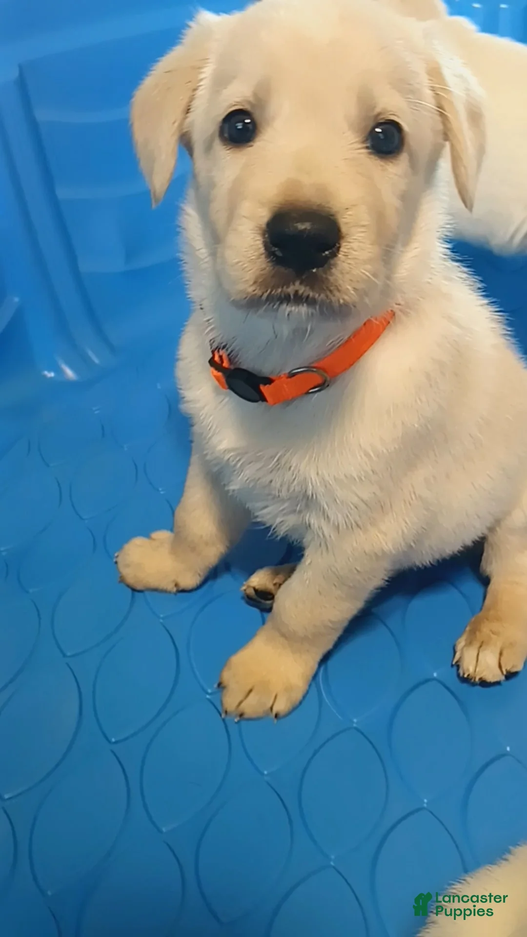 Golden Shepherd dogs for sale: Swinney  - Ad 1