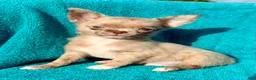 Chihuahua dogs for sale: Merle  - Ad 4