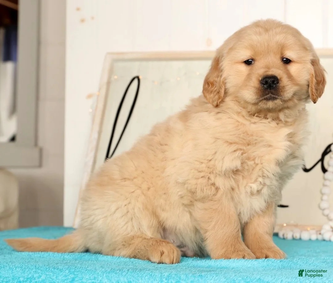 Golden Retriever dogs for sale: Ricky - Ad 4