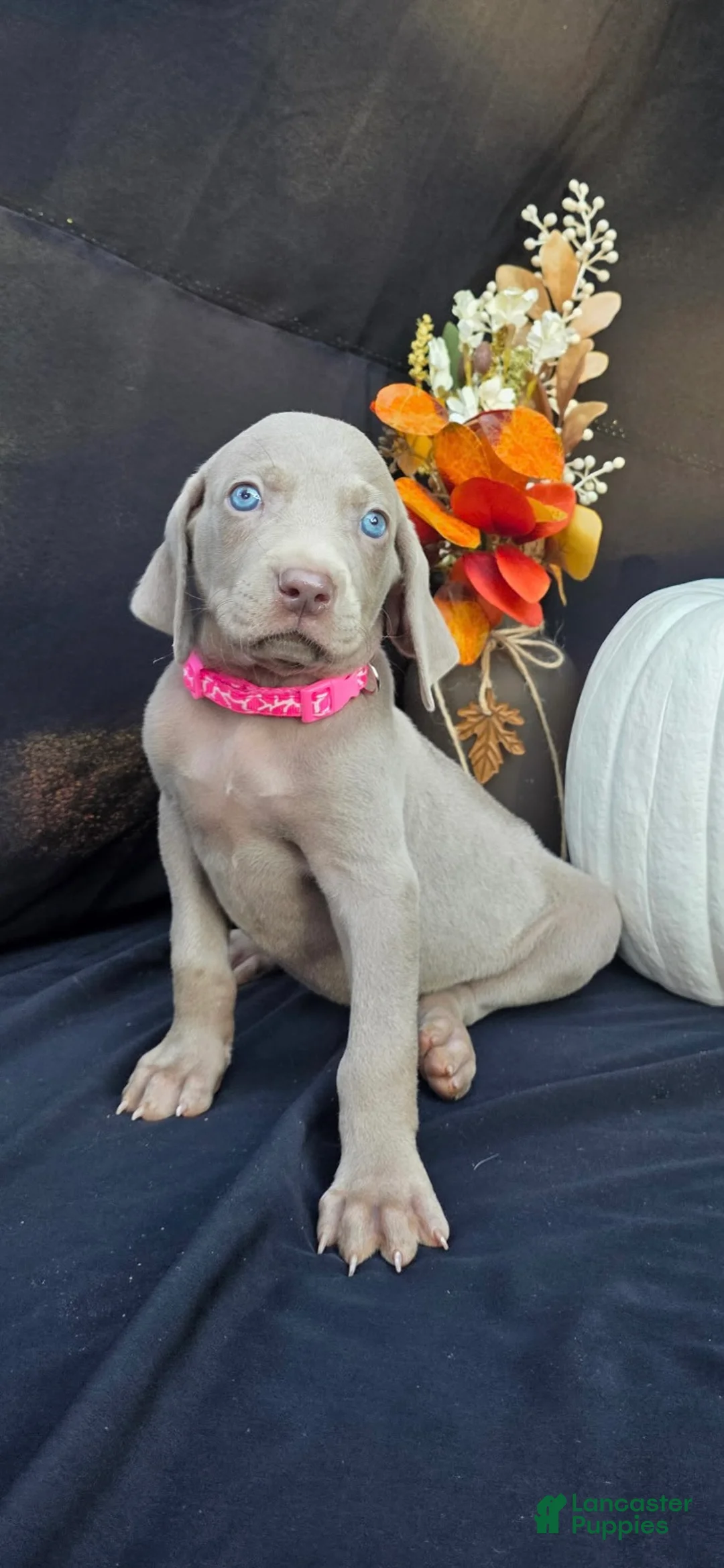Weimaraner dogs for sale: Candy - Ad 2