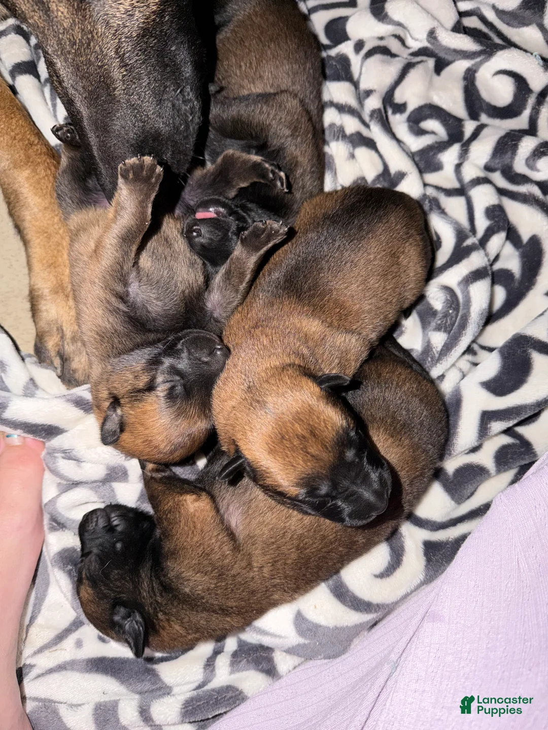 Belgian Malinois dogs for sale: Belgian Malinois 5 - Ad 1