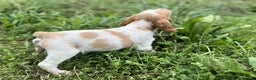 Brittany Spaniel dogs for sale: Dash - Ad 7