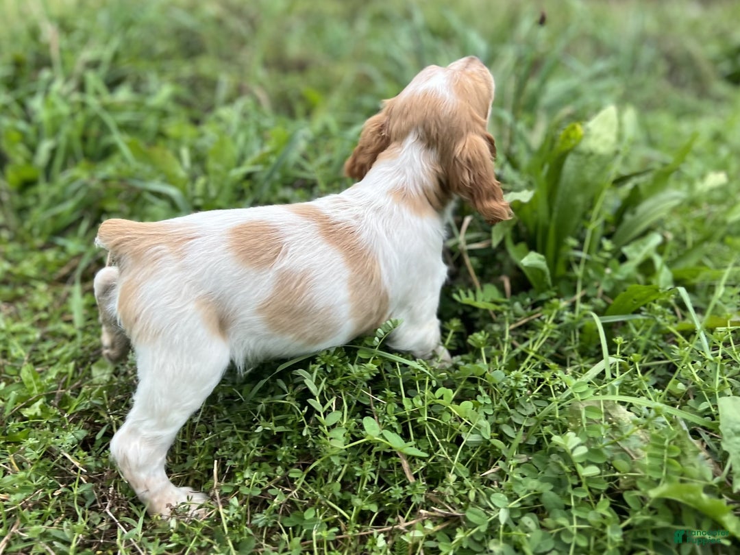 Brittany Spaniel dogs for sale: Dash - Ad 7