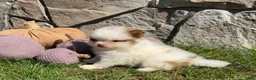 Pomeranian dogs for sale: Rocky  - Ad 3