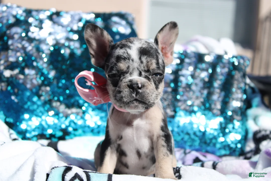 French Bulldog dogs for sale: French Bulldog Puppy 7 - Ad 2