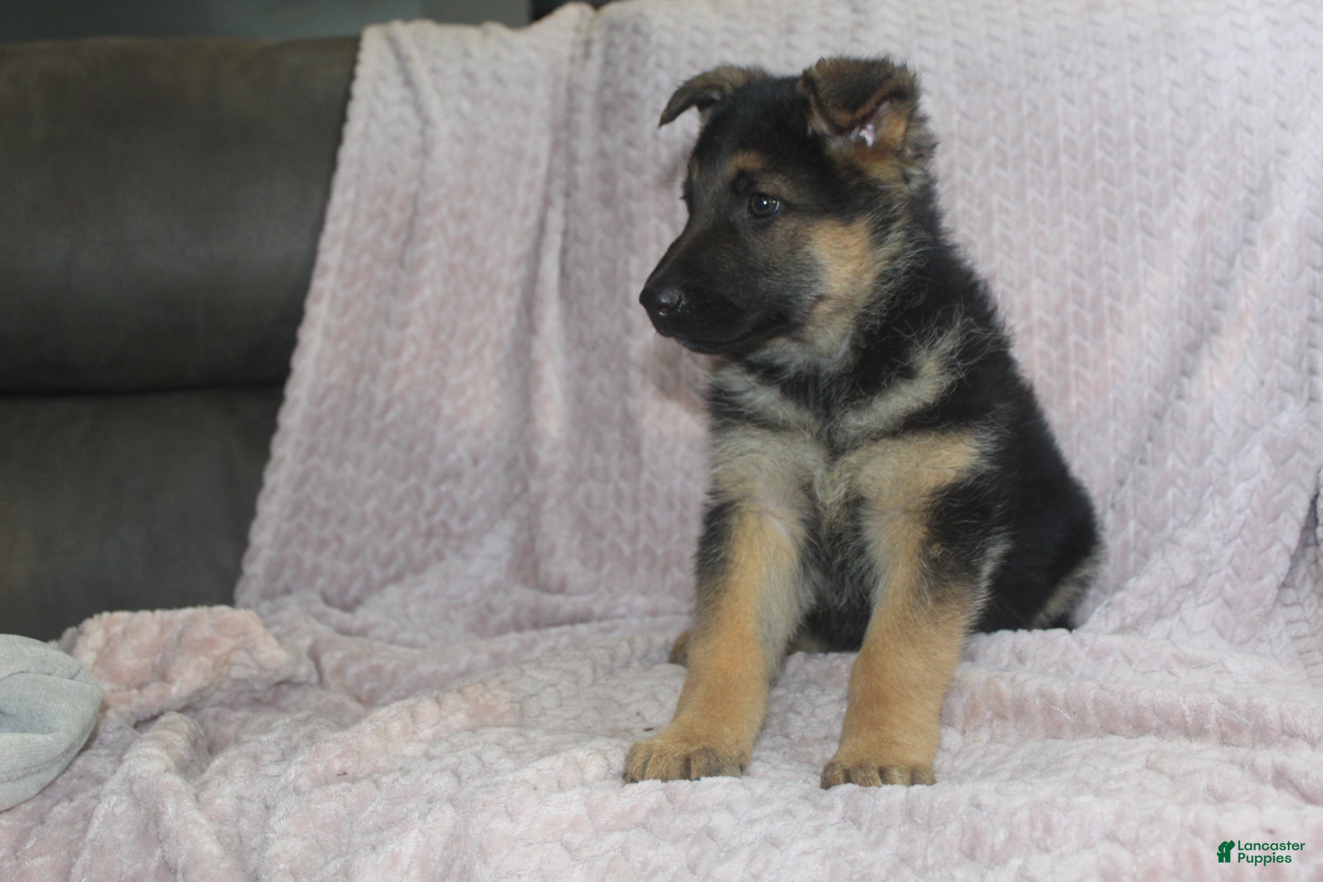 German Shepherd dogs Barney  - Ad 1