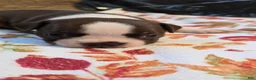 Boston Terrier dogs for sale: Boston Terrier 3 - Ad 2