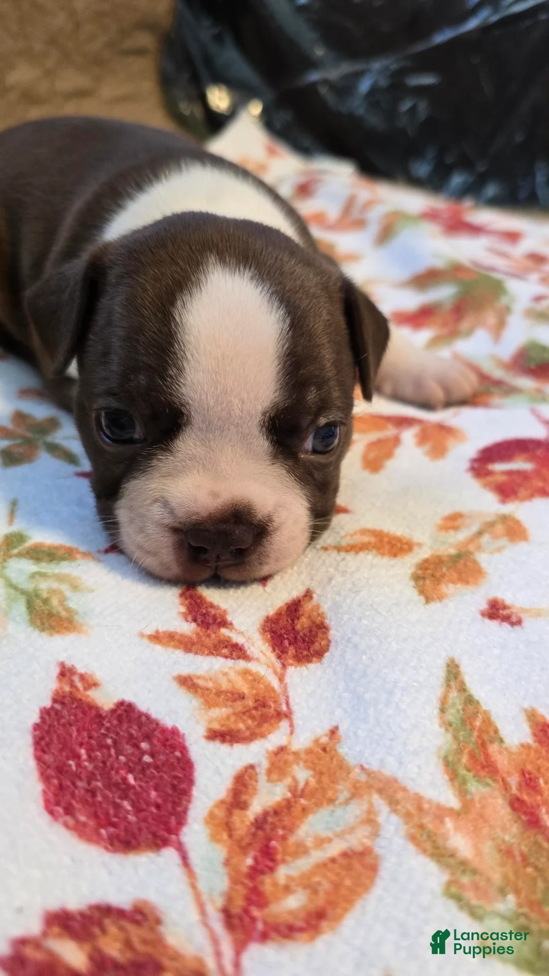 Boston Terrier dogs for sale: Boston Terrier 3 - Ad 2