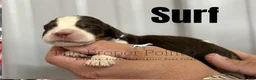 English Springer Spaniel dogs for sale: Surf  - Ad 1