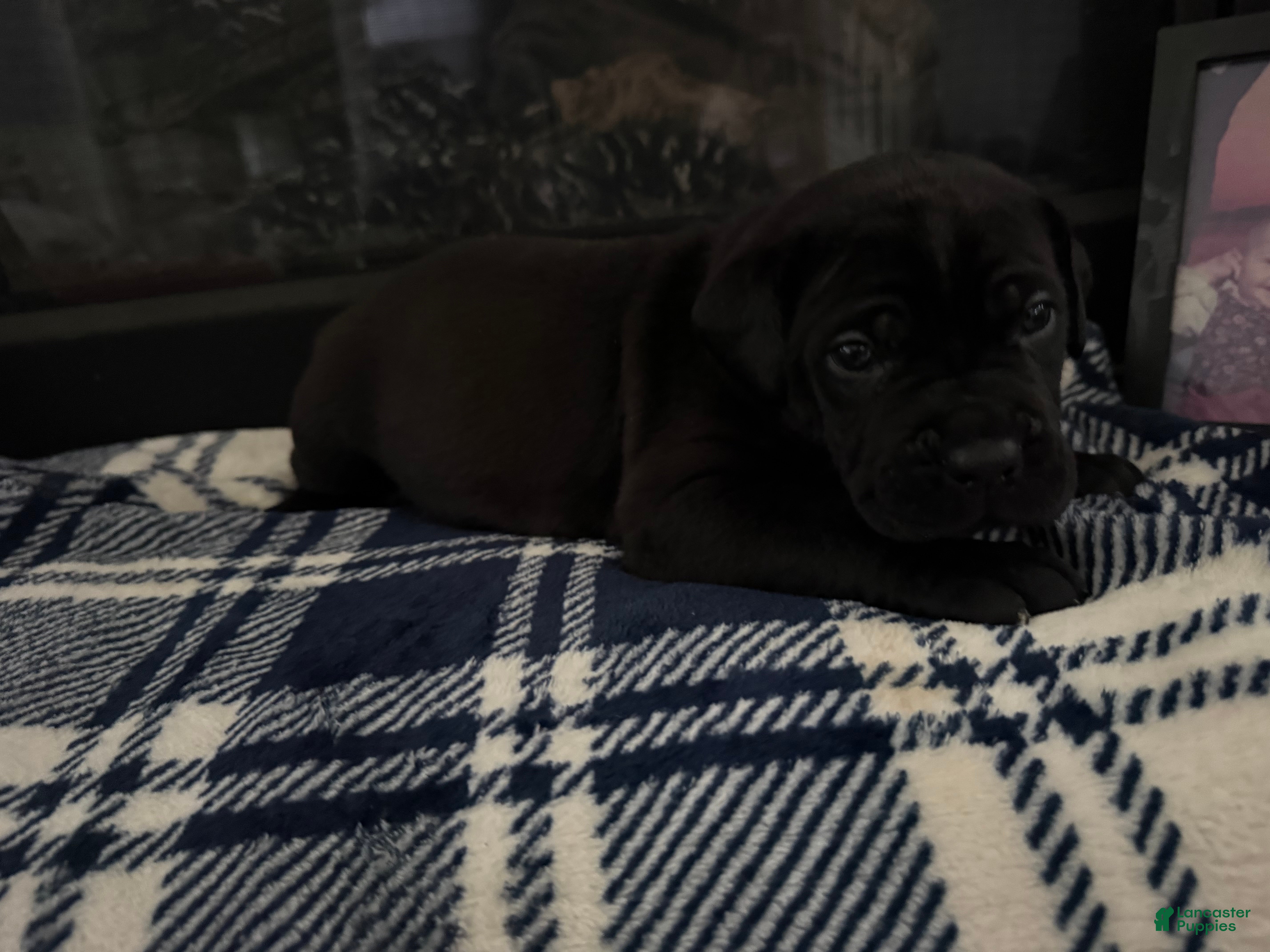 Cane Corso dogs Cane Corso Puppy 2 - Ad 2