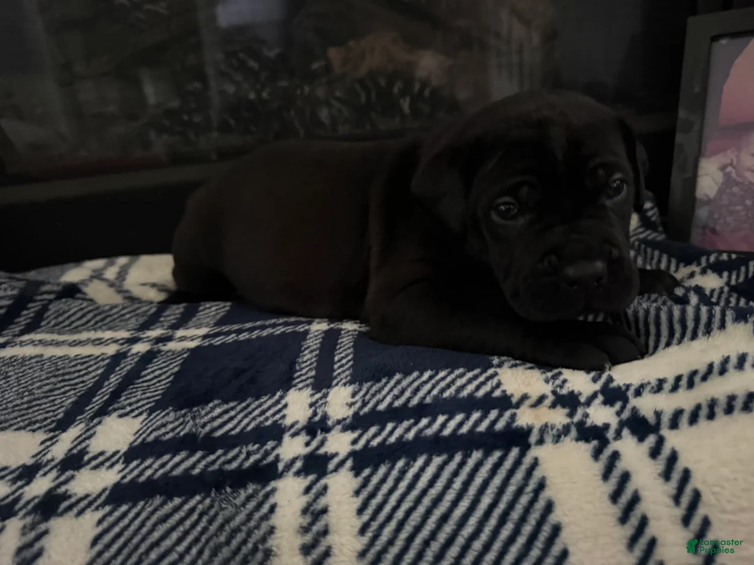 Cane Corso dogs for sale: Cane Corso Puppy 2 - Ad 2