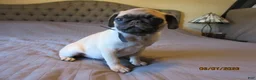 Pug dogs for sale: Tucker - Ad 6