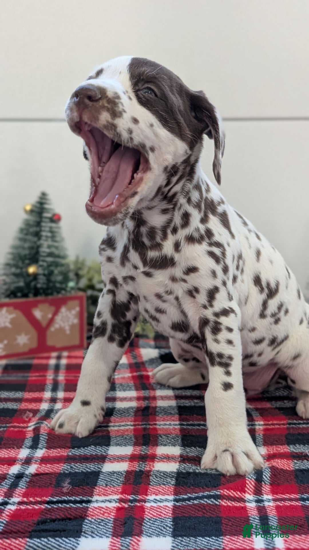 Dalmatian dogs for sale: Penny  - Ad 6