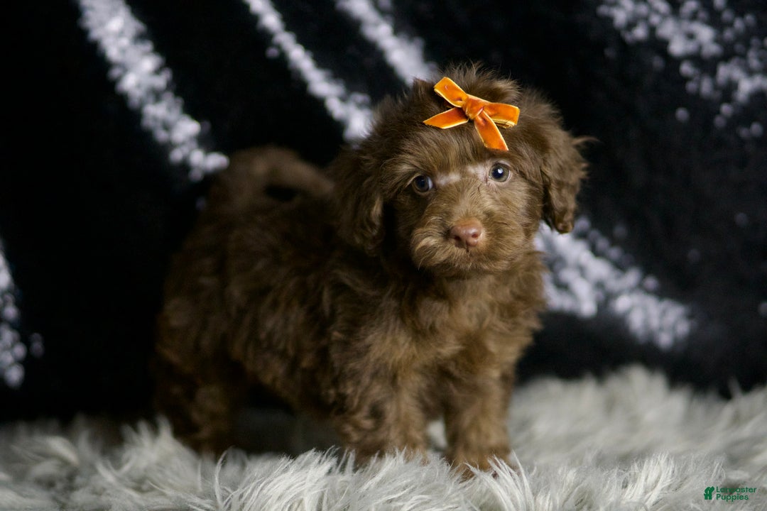 Yorkiepoo dogs for sale: choco - Ad 3