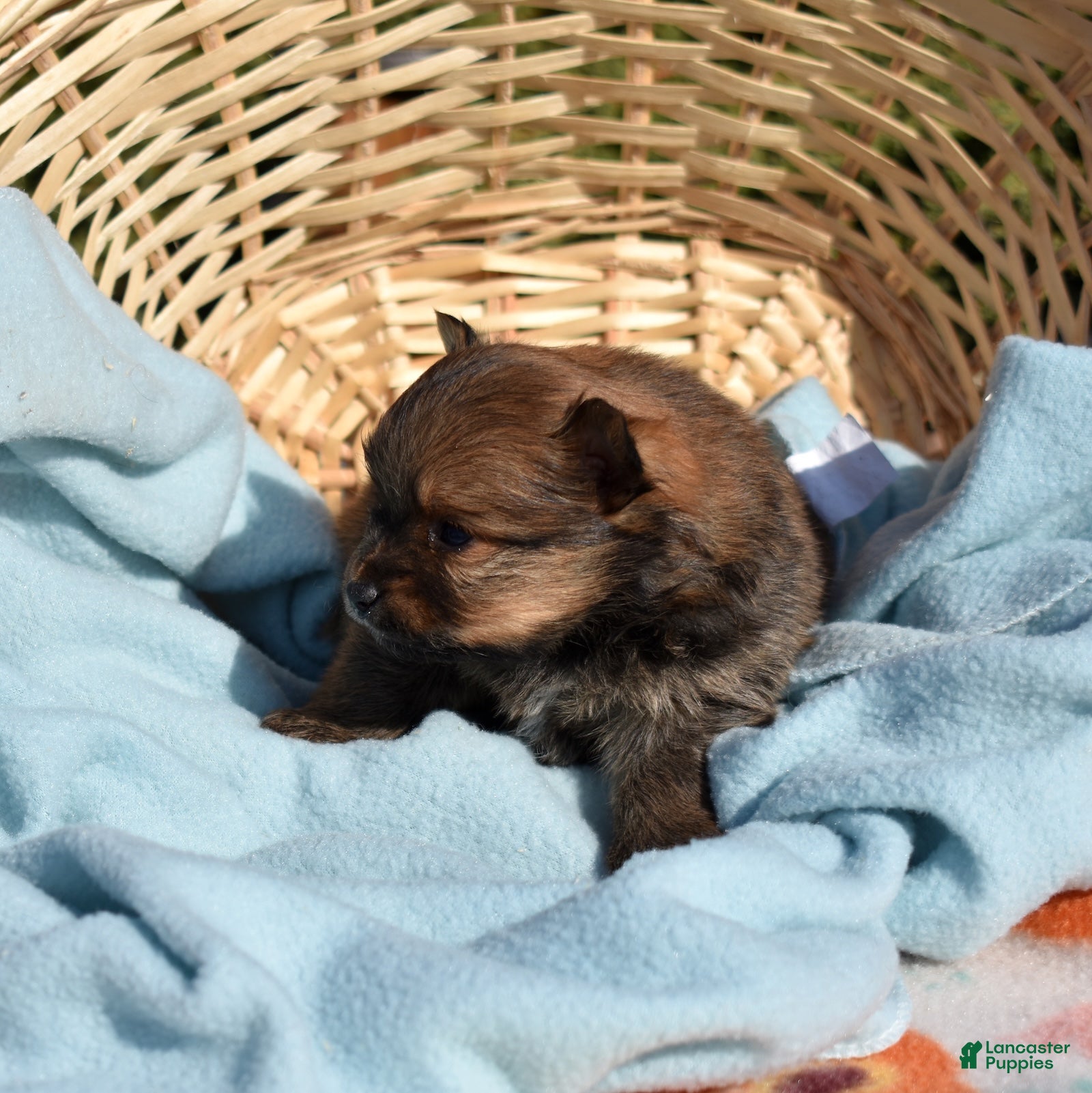 Pomeranian dogs Daisy  - Ad 1