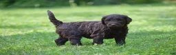 Portuguese Water Dog dogs for sale: Molly - Ad 5