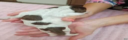 Brittany Spaniel dogs for sale: Brittany Spaniel 5 - Ad 3