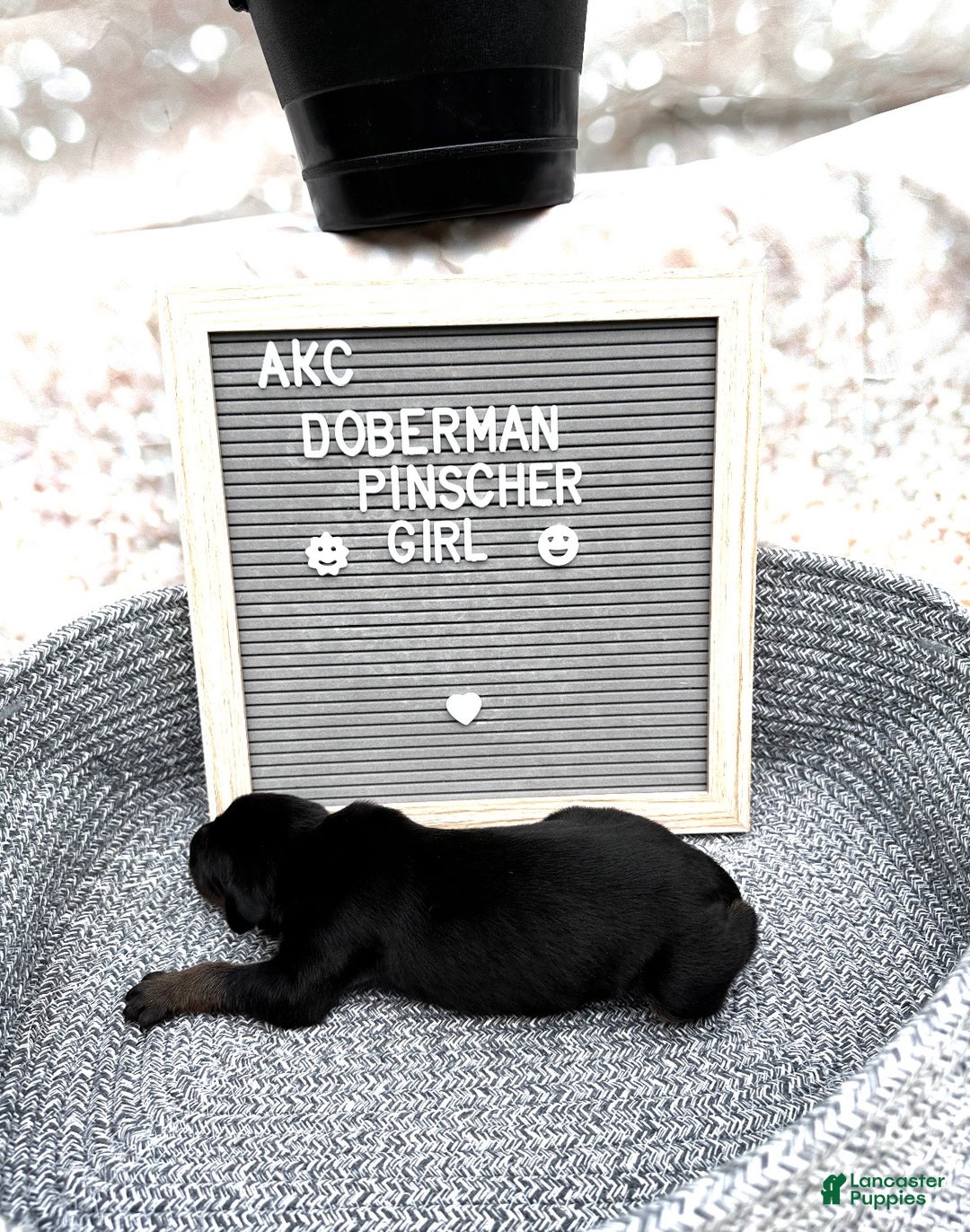 Doberman Pinscher dogs for sale: Black girl - Ad 2