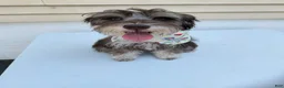 Miniature Schnauzer dogs for sale: Miniature Schnauzer Puppy 1 - Ad 11