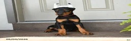 Doberman Pinscher dogs for sale: Darla - Ad 3