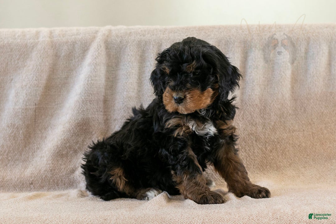 Bernedoodle dogs for sale: Cinderella - Ad 14
