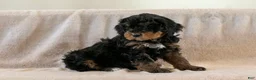Bernedoodle dogs for sale: Cinderella - Ad 14