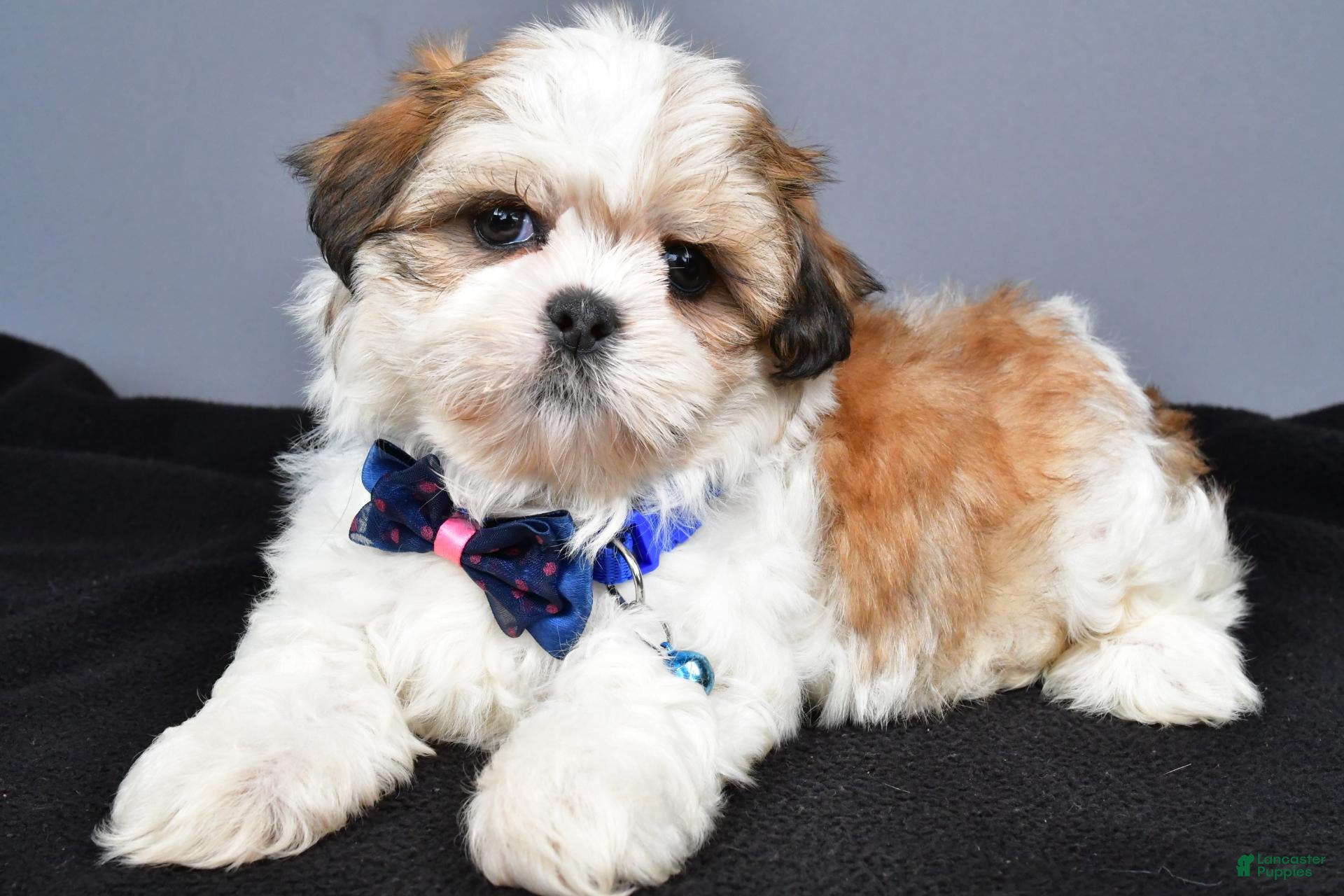 Shih Tzu dogs Manny - Ad 2
