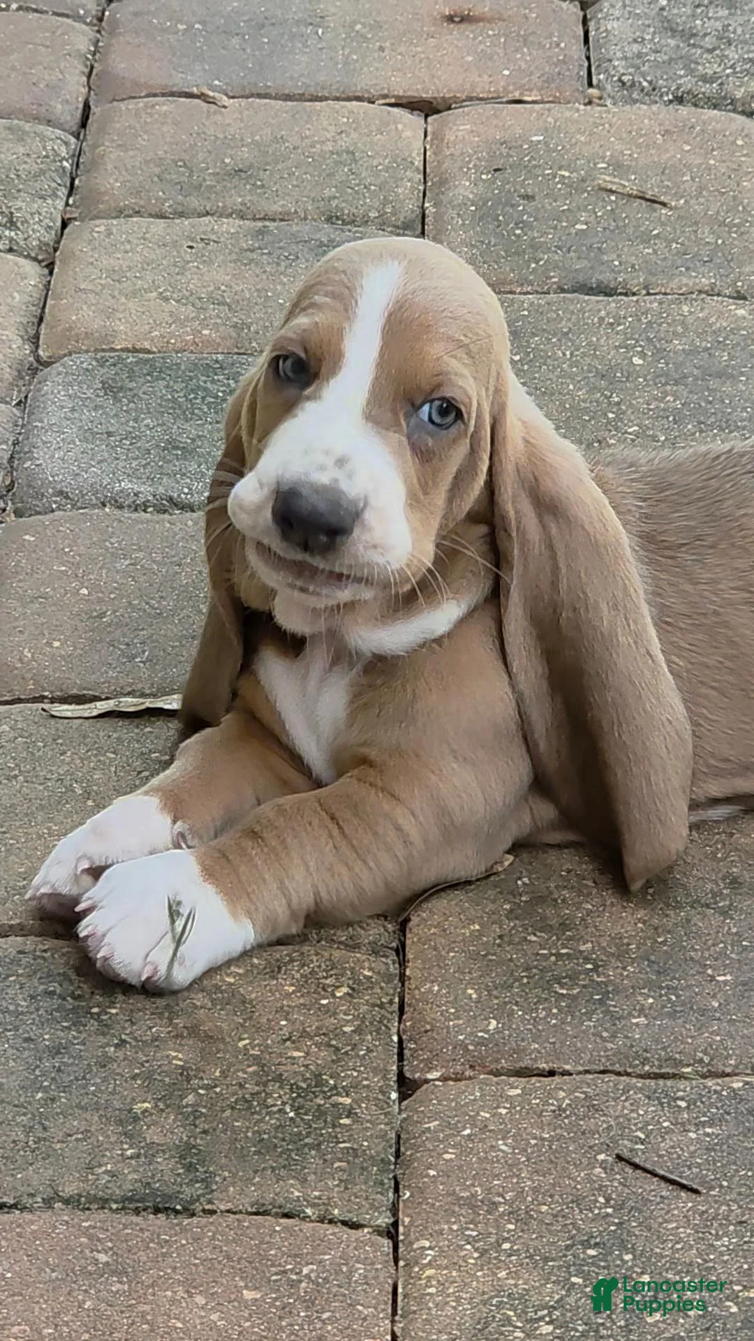 Basset Hound dogs for sale: 🩷 READY NOW pink collar  - Ad 1