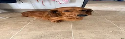 Miniature Dachshund dogs for sale: Miniature Dachshund 1 - Ad 6