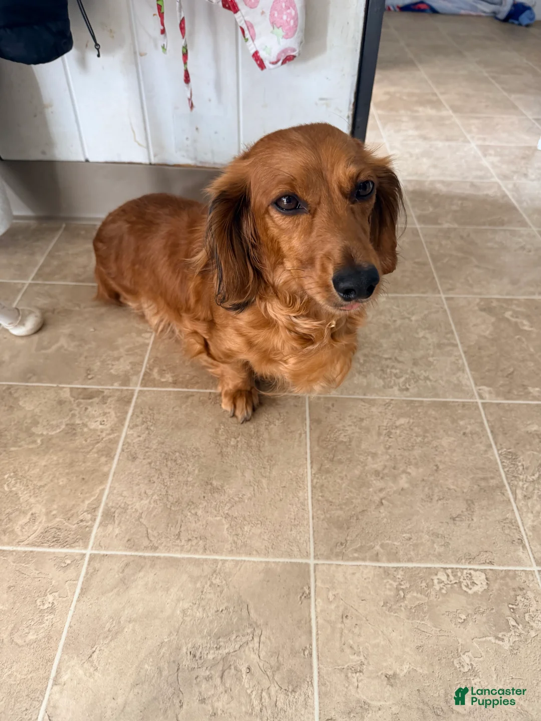 Miniature Dachshund dogs for sale: Miniature Dachshund 1 - Ad 6