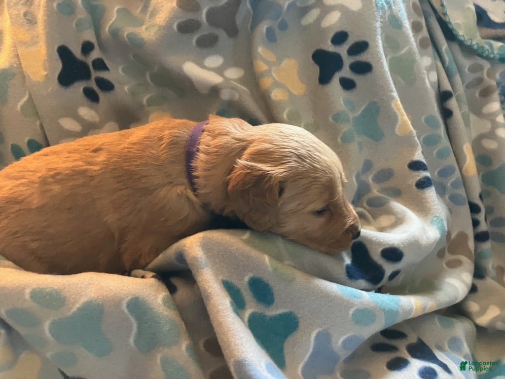 Golden Retriever dogs for sale: Purple - Ad 4