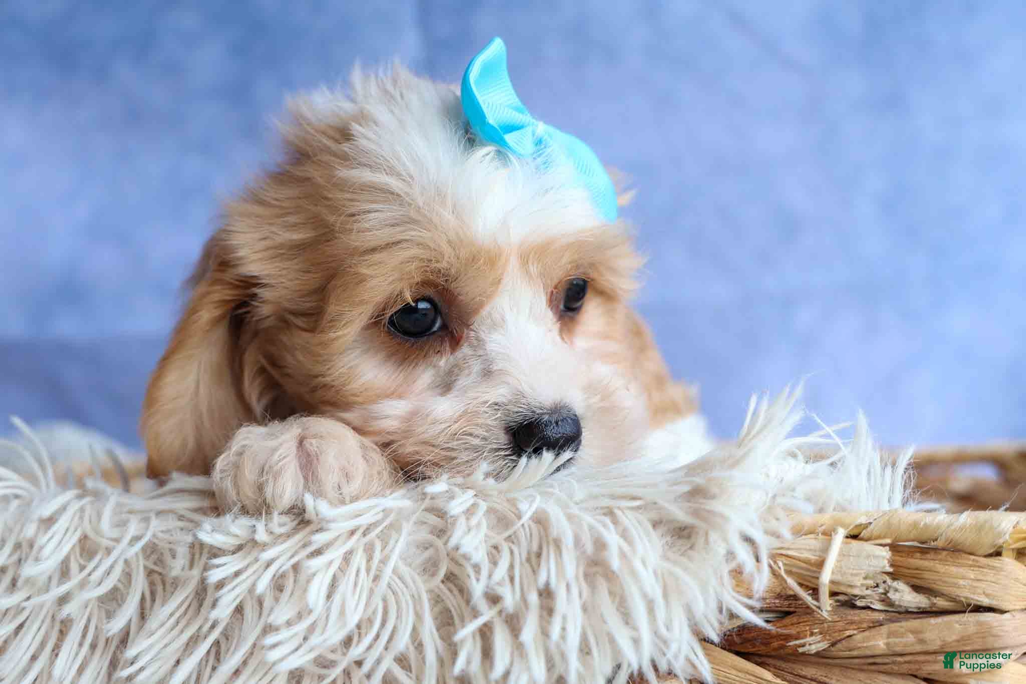 Cavachon dogs RUSTY - Ad 2