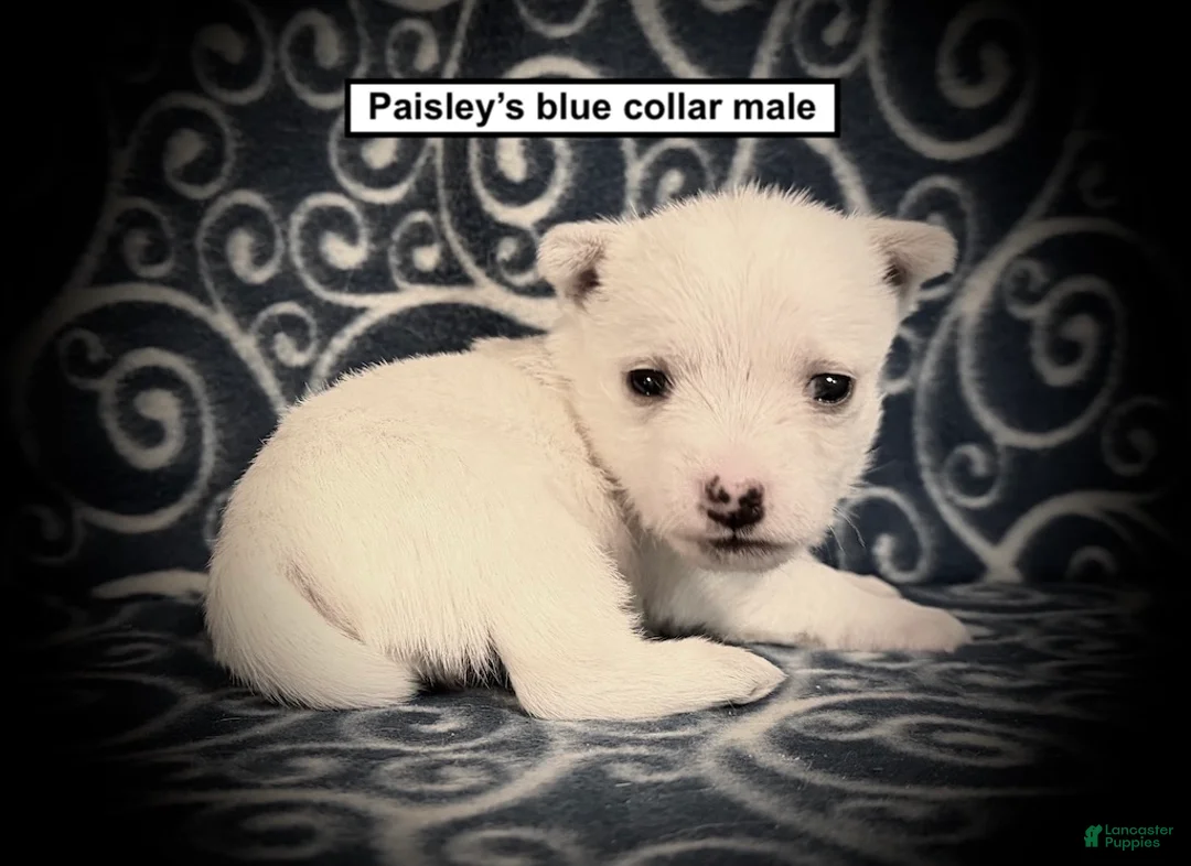 West Highland Terrier dogs for sale: AKC Paisley's Blue Collar Male - Ad 1