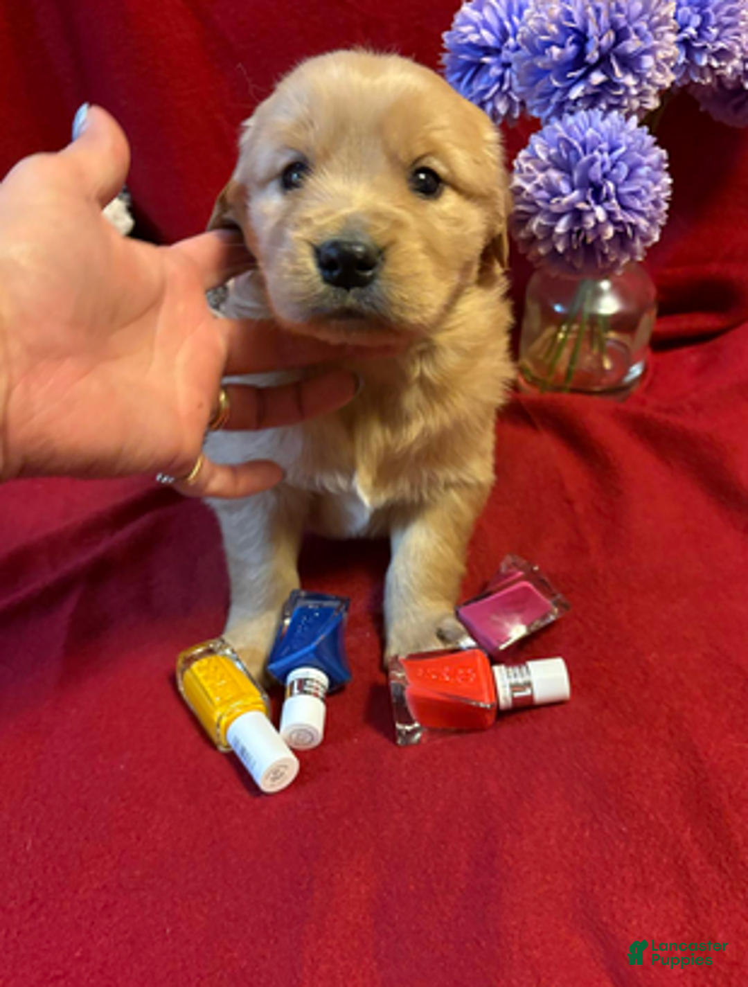Golden Retriever dogs for sale: Tesla - Ad 4