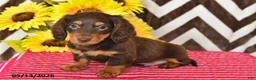 Miniature Dachshund dogs for sale: Dusty - Ad 5