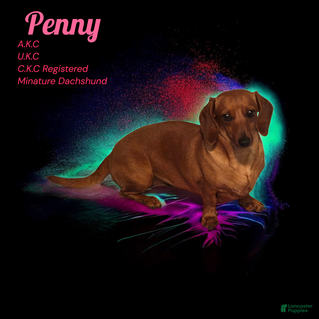 Miniature Dachshund dogs for sale: Miniature Dachshund Puppy 2 - Ad 5