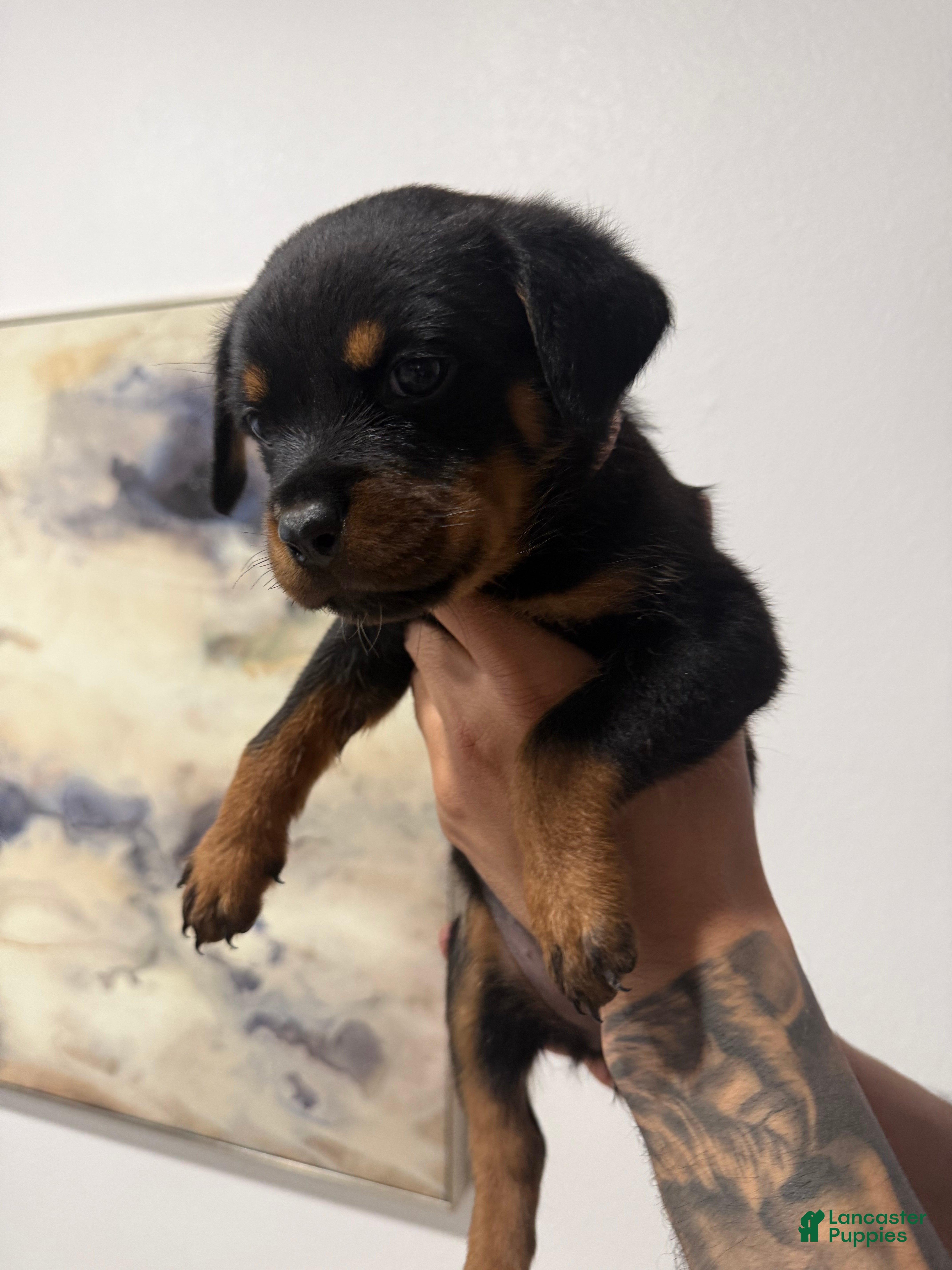 Rottweiler dogs Rottweiler light pink  - Ad 9