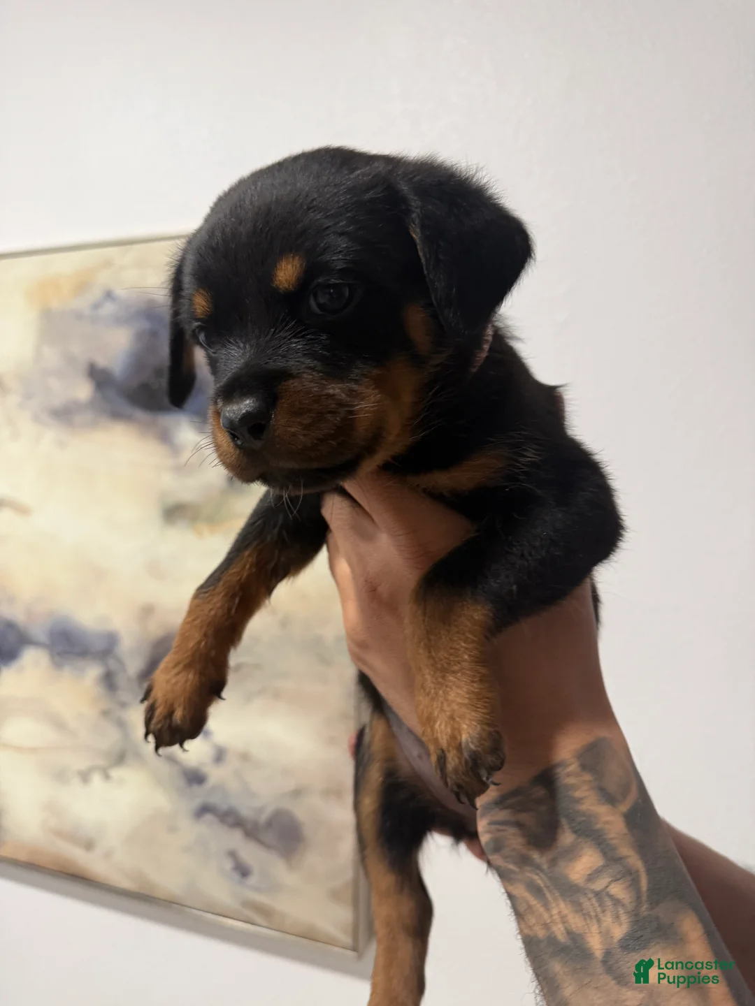 Rottweiler dogs for sale: Rottweiler light pink  - Ad 1