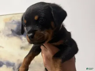 Rottweiler dogs Rottweiler light pink - Ad 9