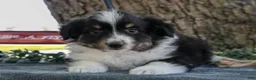 Miniature Australian Shepherd dogs for sale: Boots - Ad 3