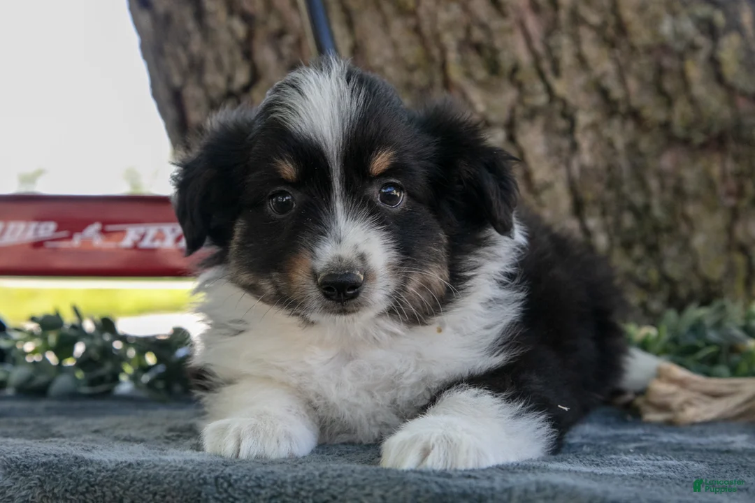 Miniature Australian Shepherd dogs for sale: Boots - Ad 3
