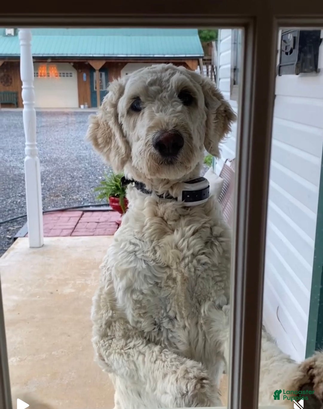 Mixed Breed dogs for sale: Mixed Breed Puppy 1 - Ad 3