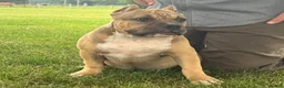 American Bully dogs for sale: Flora - Ad 4