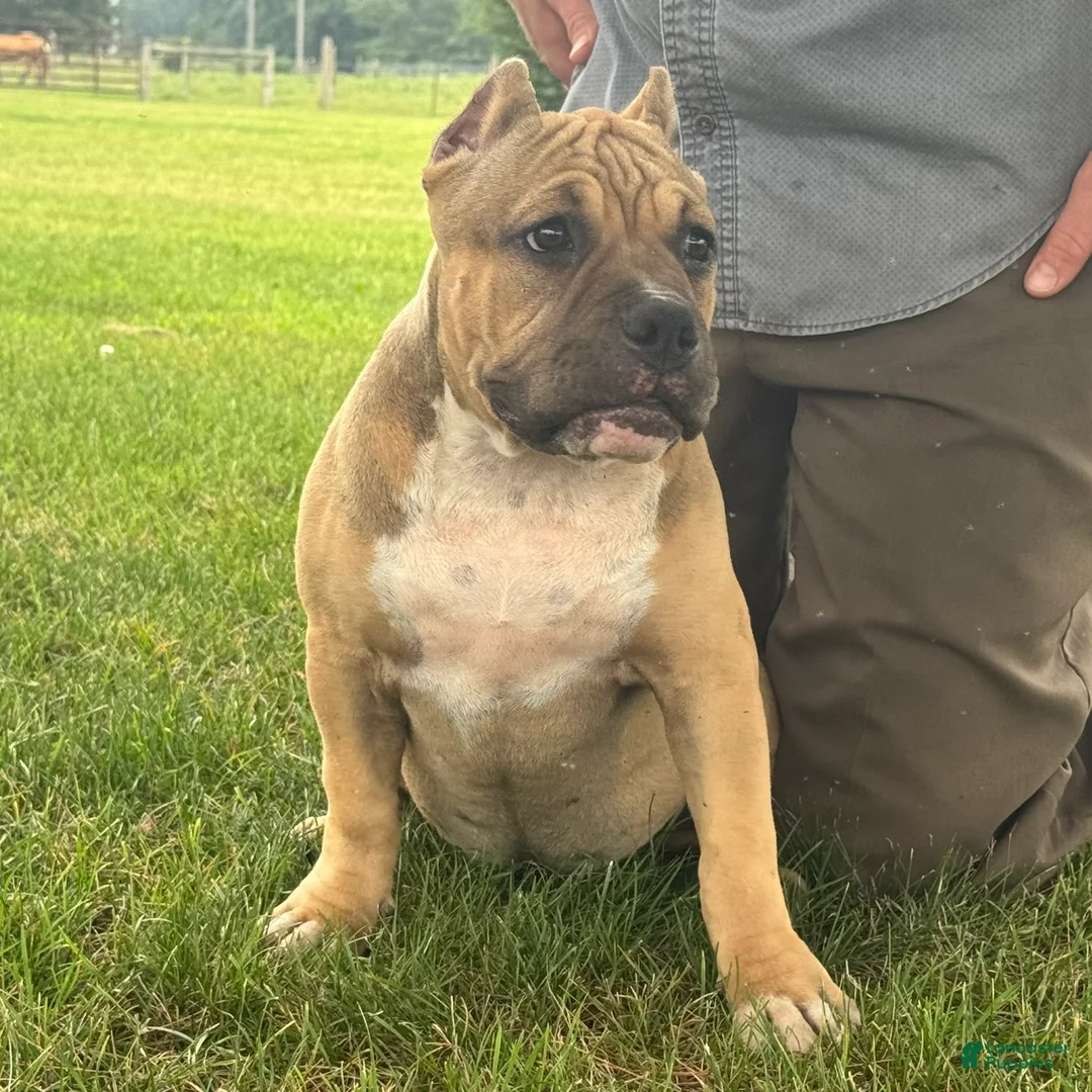American Bully dogs for sale: Flora - Ad 4